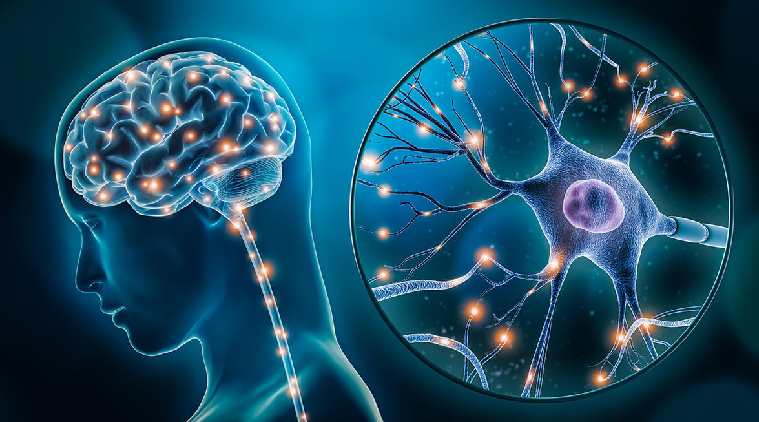 Neuroplasticity: How Your Brain Adapts Too Fast